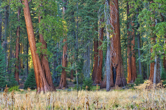 Sequoia National Park