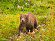 Katmai National Park