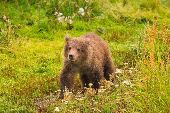 Katmai National Park