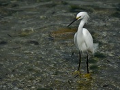 Florida Everglades National Park 