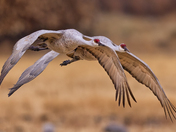 Bosque del Apache National Wildlife Refuge