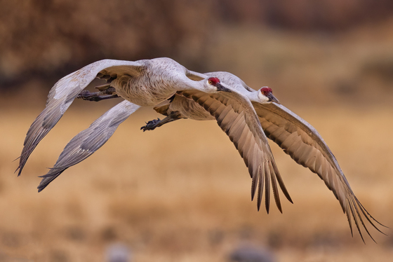 Bosque del Apache National Wildlife Refuge