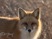 Foxy Lady