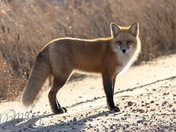 Foxy Lady