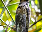 Stick Bird