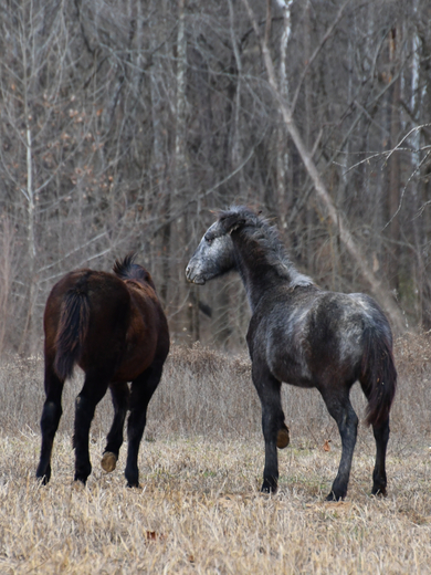 Ozark National Scenic Riverways