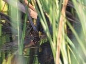 San Luis National Wildlife Refuge