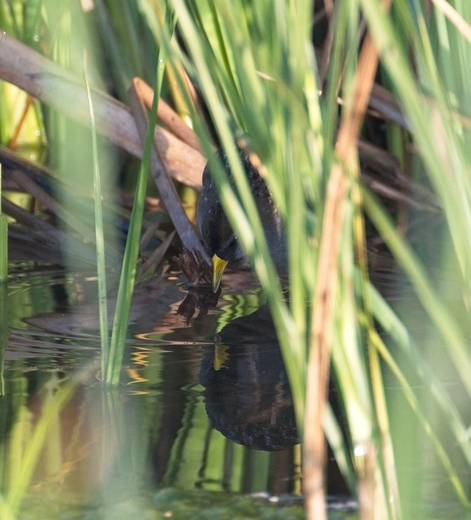 San Luis National Wildlife Refuge