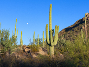Saguaro National Park
