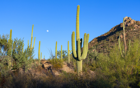 Saguaro National Park