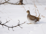 Sharp-tailed grouse