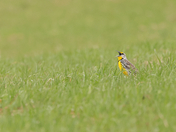 Eastern Meadowlark
