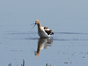 American Avocet