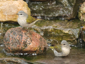Tennessee Warblers