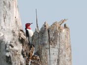 Red-headed woodpecker