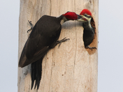 Pileated woodpeckers