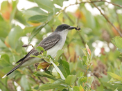 Eastern Kingbird