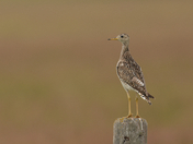 Upland Sandpiper
