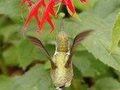 Ruby-throated hummingbird
