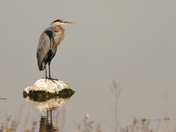 Great-blue heron