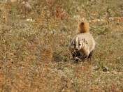 Badger