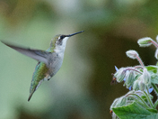 ruby-throated hummingbird at dusk