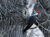 Pileated woodpecker feeding at dusk