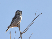 Northern Hawk Owl