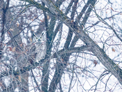Great horned owl in the mist