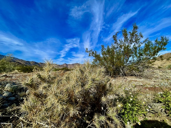Santa Rosa and San Jacinto Mountains National Monument