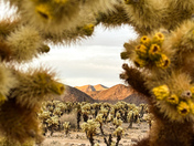 Joshua Tree National Park