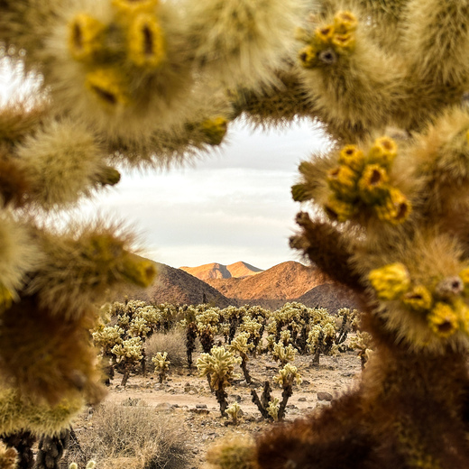 Joshua Tree National Park