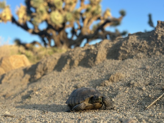 Joshua Tree National Park