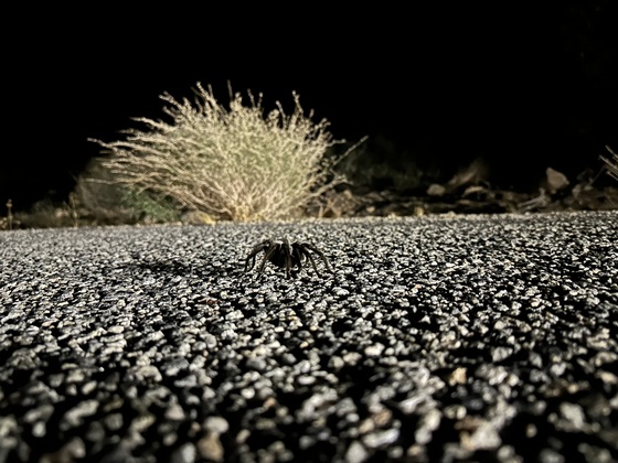 Joshua Tree National Park