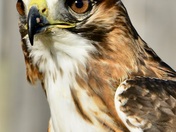 Red-tailed Hawk