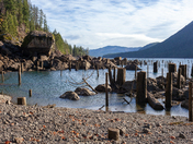 Olympic National Forest