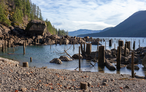 Olympic National Forest