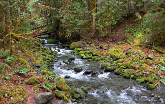 Olympic National Park