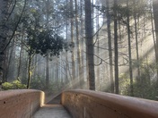 Redwoods National Park 