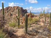 Saguaro National Park