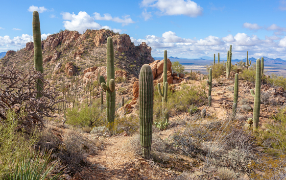 Saguaro National Park