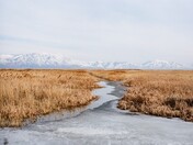 Bear River Migratory Bird Refuge