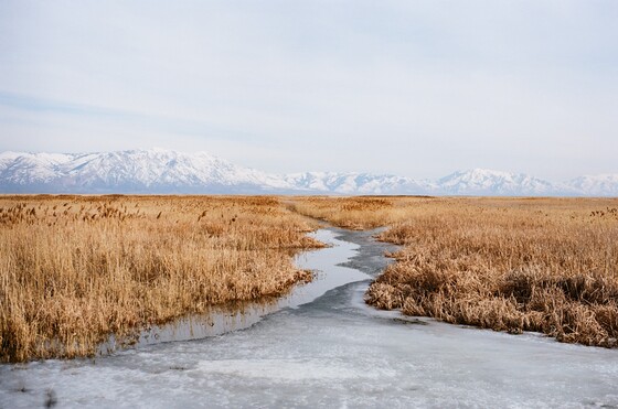 Bear River Migratory Bird Refuge