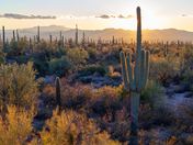 Saguaro National Park
