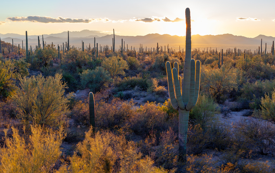 Saguaro National Park