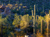 Saguaro National Park