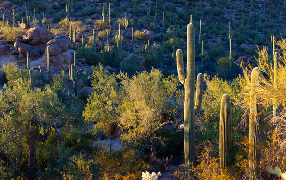 Saguaro National Park