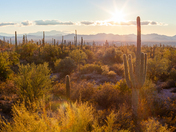 Saguaro National Park