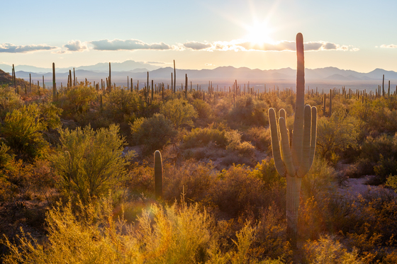 Saguaro National Park