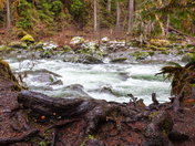 Olympic National Park